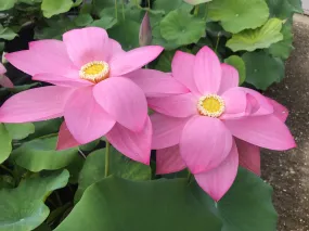 Dunhuang Red Lotus